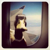 Es simptica: pato mirando por ventanilla de avin | Funny animals, Funny  animal pictures, Animal pictures